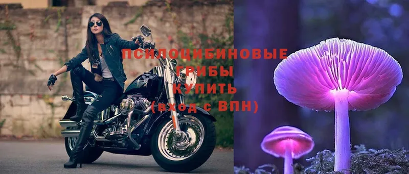 Псилоцибиновые грибы Psilocybe Камбарка